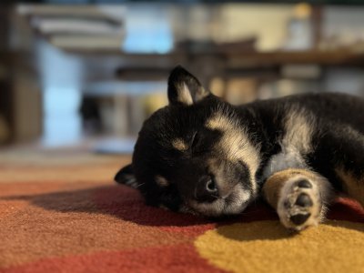 Puppy nap...