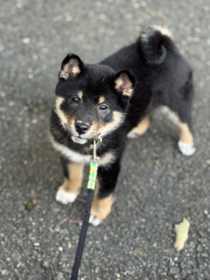 Modeling during leash training!