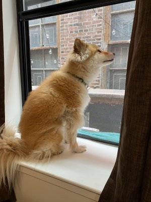 'I seez a bird I wants to eats up dere...'