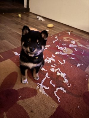 I didn't do it...