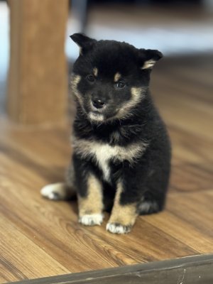 Early airplane ears.