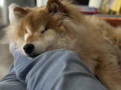 Napping on my leg on one of his last days