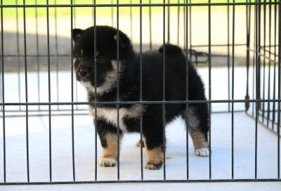 Stubby baby.