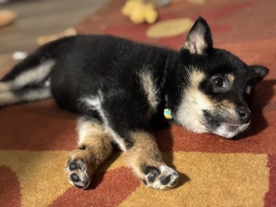 Pooped poopoo