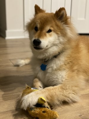 A majestic pose with a 'defeated' toy.