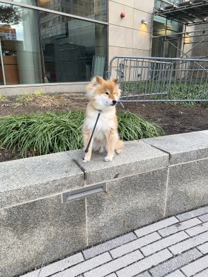 Bravely guarding the lecture hall until dad comes out.