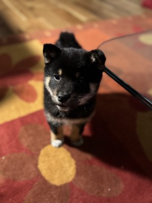 The face that means "GIMME."